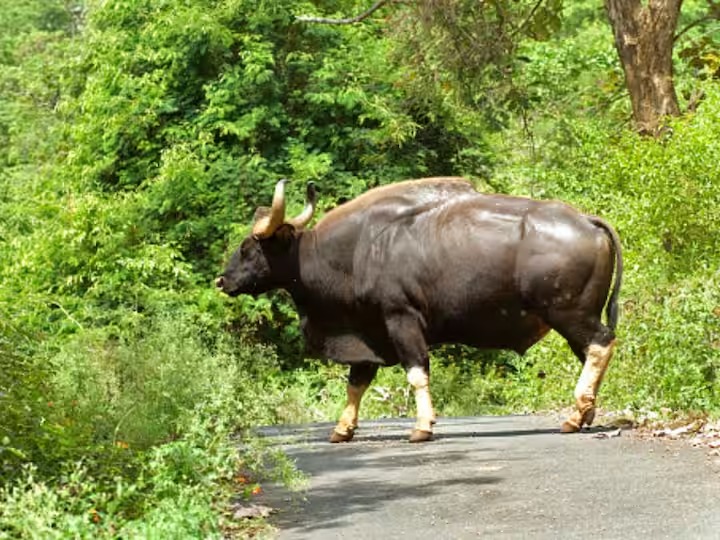 Sighting of herd of as many as 25 cows in Bhudargarh taluka