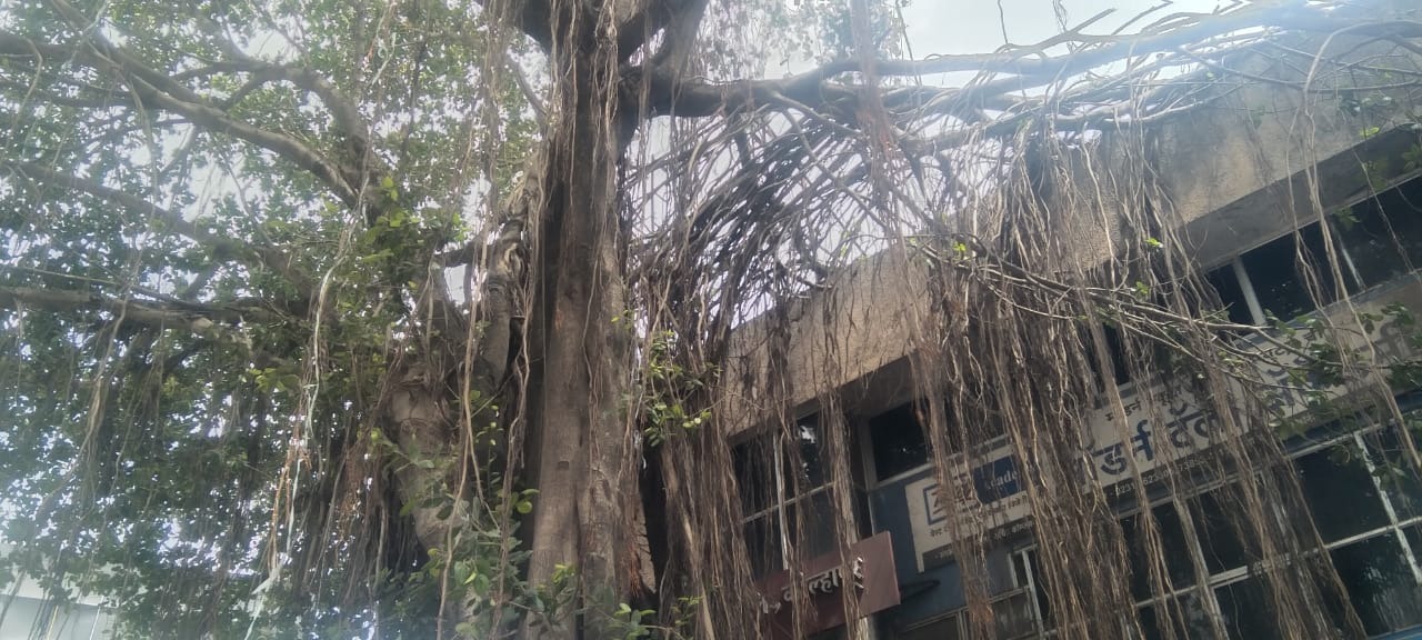 Has the municipal corporation taken permission to cut banyan trees in Mirajkar Tikti Chowk
