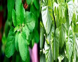 Using these Ayurvedic leaves will provide relief from colds and coughs and will increase immunity