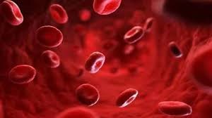 What o do to increase blood in the body