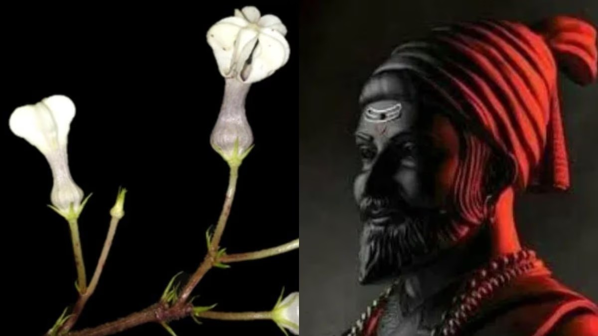 Naming the plant after Lord Shiva