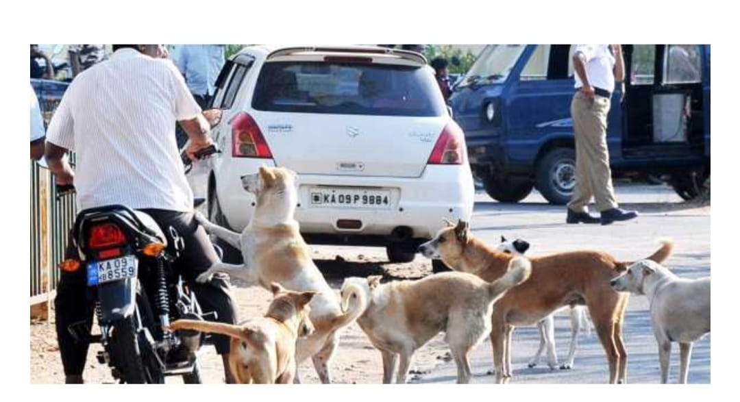 Stray dogs will be sterilized soon in Ichalkaranjit