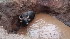 Three wheat fell in the well in the dunghill