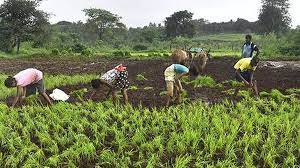 47 percent sowing is complete in the state