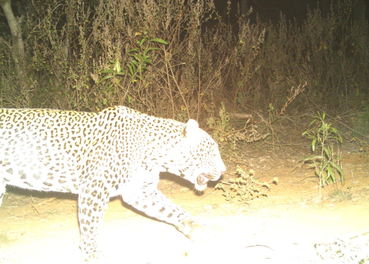 Leopard Sighting at Khokurle