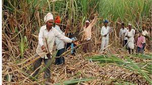 Farmers organizations protest against sugarcane export ban decision