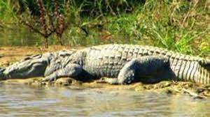 Forest department and animal lovers succeeded in catching a seven-foot crocodile at Bhadole