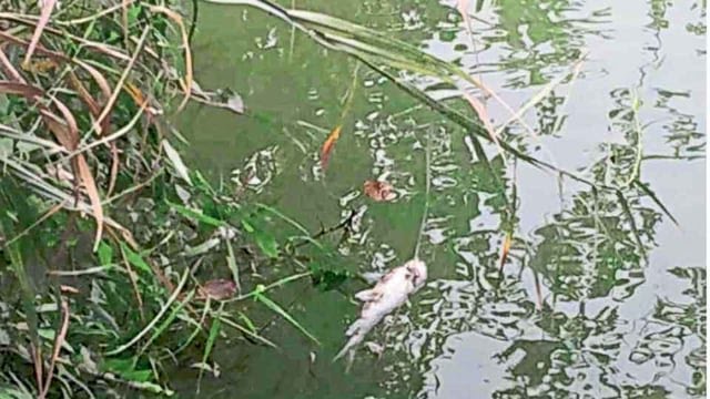Thousands of fish died due to mixing of contaminated water in the Warna river bed