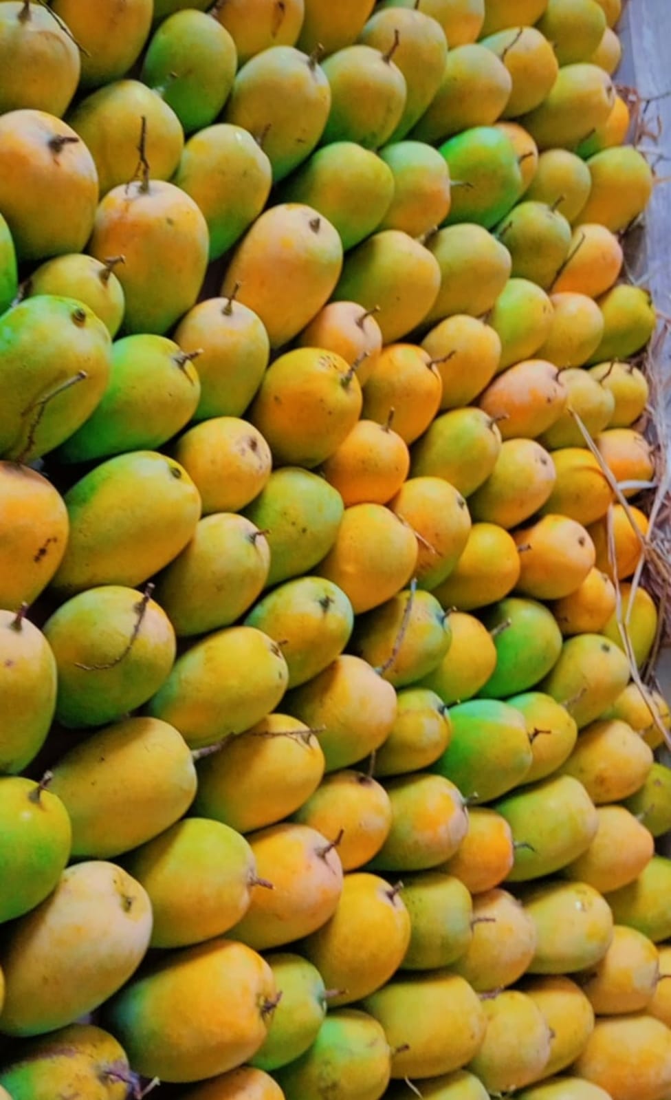 Economic progress achieved from mango crop 8th pass of the farmer