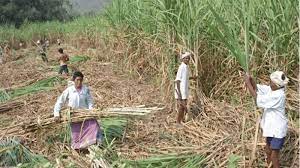 Strike of sugarcane workers