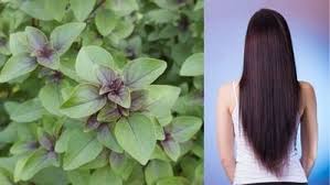 Tulsi is beneficial for hair