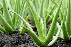 Learn the right way to apply aloe vera gel to hair