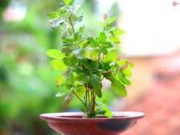 Basil dries up even with a lot of water