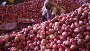 Big fall in onion prices