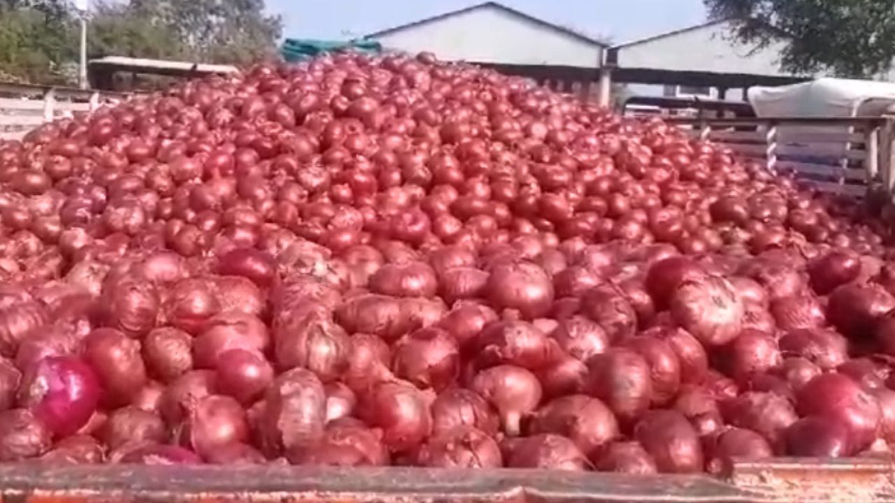 Onion prices in the state reached half Farmers do not get the price of the goods