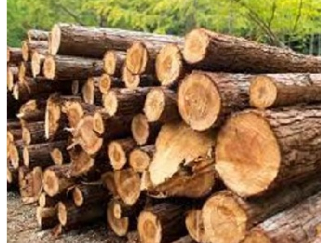 Action of forest department on illegal timber transport