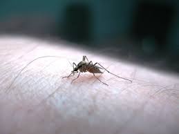 Dengue larvae in 92 places