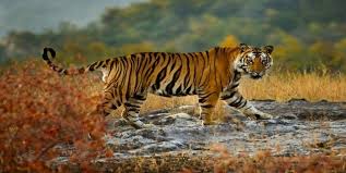 Illegal hunting and wildlife organs under Sahyadri Tiger Reserve Kolhapur