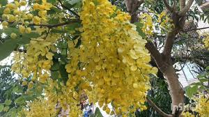 Bahuguni Bahumoli Nectar like trees