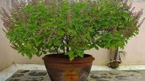 Drinking water of Tulsi seeds has tremendous benefits