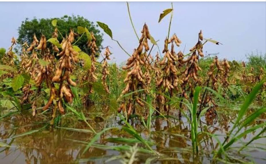 The crop came running and the rain washed away