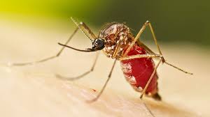 Some Home Remedies for Chikungunya