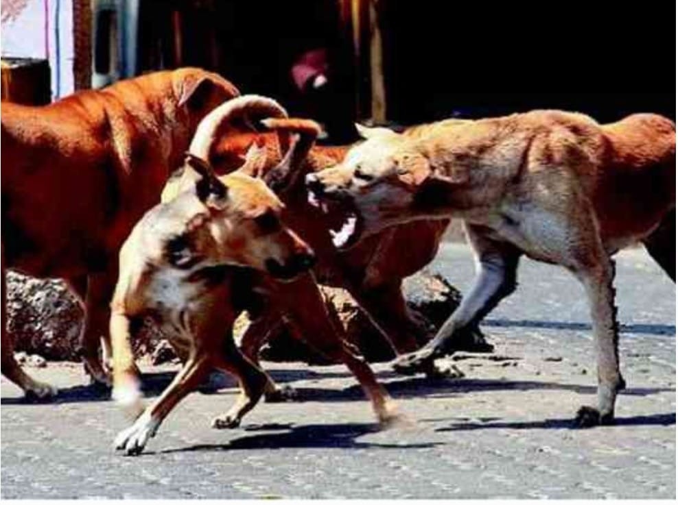 20 dogs attack two women
