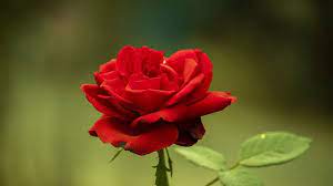 Rose flower is beneficial for health
