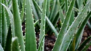 Aloe verajuice is the key to a healthy diet