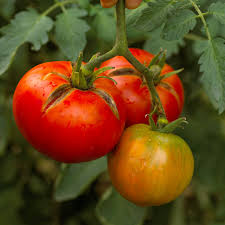 Tomato can be the cause of cholera