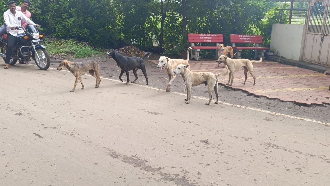 Warning of hundreds of stray dogs in Kumbhoj area