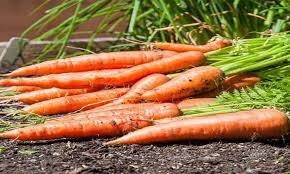 Carrot is also effective against hemorrhoids and heart disease.
