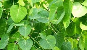 Drinking pimpal leaf juice is very beneficial for health