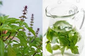 These 5 problems will be solved by drinking Tulsi water on an empty