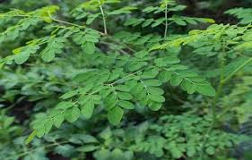 Chewing fenugreek leaves in the morning will bring about good changes in the body and get rid of many problems