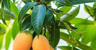 Mango leaves are also beneficial for health