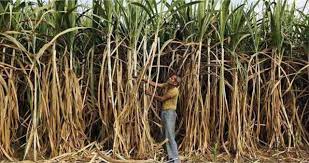 Sugarcane FRP increased by Rs 10 per quintal only