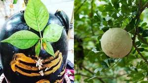 Balfal is widely used in Ayurvedic medicine