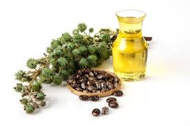 Panacea for many types of diseases  Castor oil