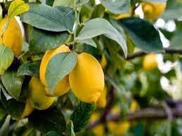 There is a treasure of health hidden in lemon leaves