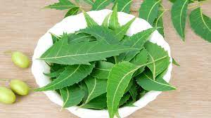 Neem leaves will overcome many diseases