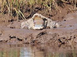 Crocodiles on the banks of the river Kumbhoj Warna