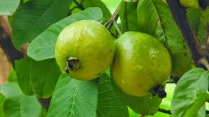 Guava leaves are a panacea for many diseases
