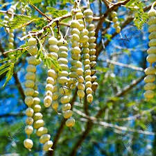 Medicinal and medicinal benefits of Acacia pods