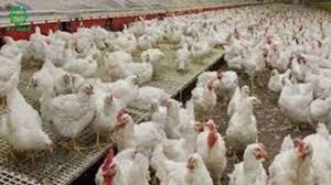 Establishment of Vigorous Poultry Development Group on Public