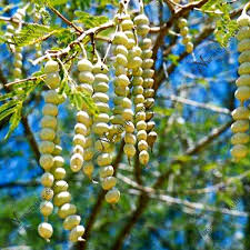 and medicinal benefits of Acacia pods