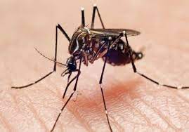 Follow these home remedies to repel mosquitoes