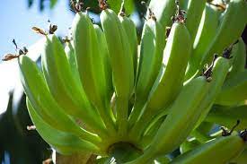 Benefits of eating raw bananas