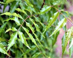 Be careful while applying neem oil on the face