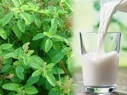 Drink milk with Tulsi leaves at night